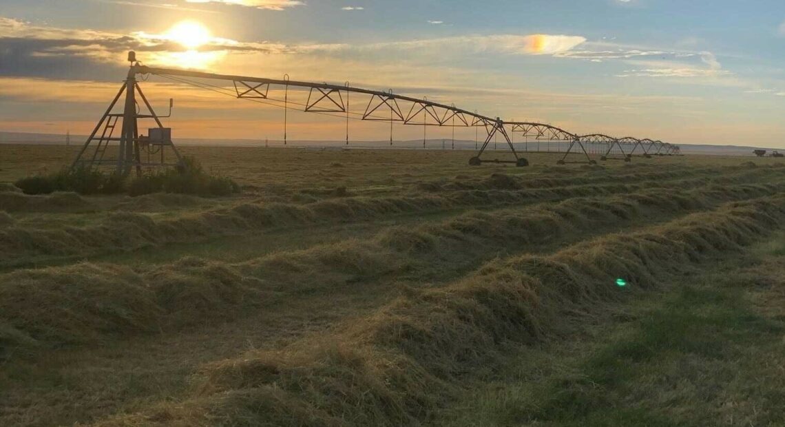 Bluegrass straw seen on a ranch in southeastern Washington. Courtesy of Nicole Berg