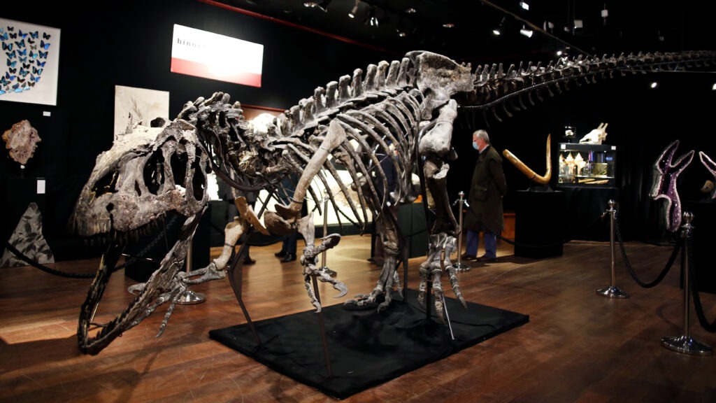 A skeleton of an Allosaurus on display at Drouot auction house in Paris in October. A new theory says the dinosaurs were killed by a comet fragment that originally came from the edge of the solar system. CREDIT: Thibault Camus/AP