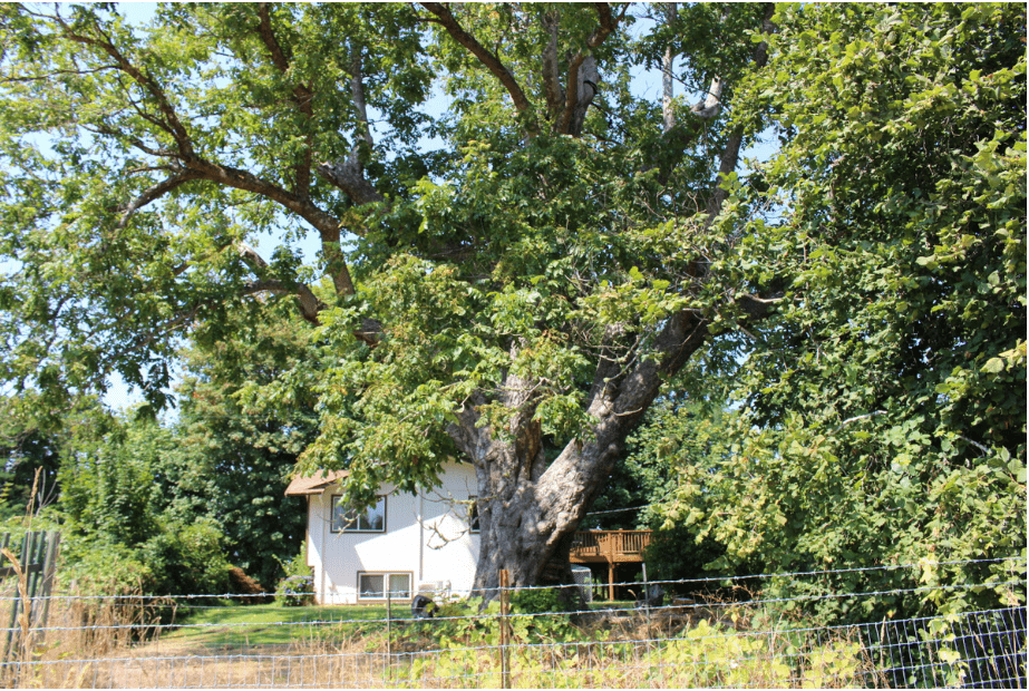 Black pioneer George Bush planted this tree on his Thurston County farm from root stock he brought with him from Missouri on the Oregon Trail. A sapling from this tree is now growing on Washington's Capitol Campus. Soon, a monument to Bush will be placed nearby.