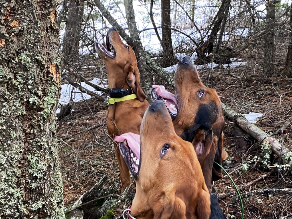 Three dogs, (from front) Kula, Rambo and Boone, surround the base of a tree where they’ve trapped an 85-pound cougar. The hounds trail the cougar and then bay at the base of the tree once the cougar is trapped. CREDIT: Courtney Flatt/NWPB