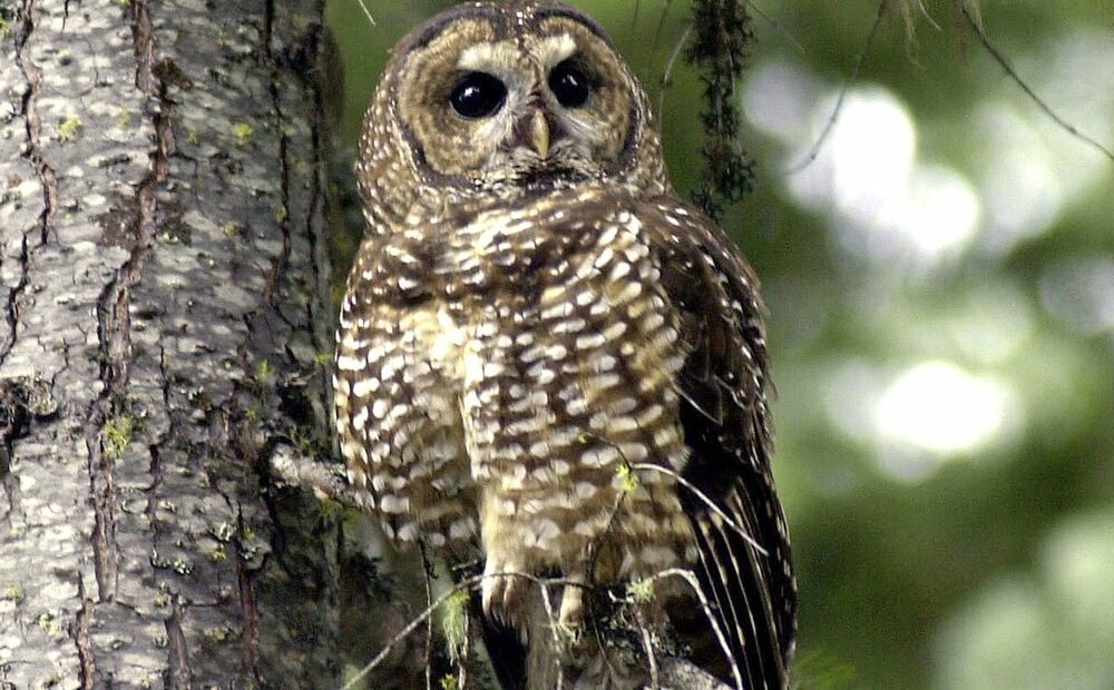 In this May 8, 2003, a northern spotted owl sits on a tree branch in the Deschutes National Forest near Camp Sherman, Ore. CREDIT: Don Ryan/AP