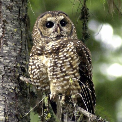 In this May 8, 2003, a northern spotted owl sits on a tree branch in the Deschutes National Forest near Camp Sherman, Ore. CREDIT: Don Ryan/AP