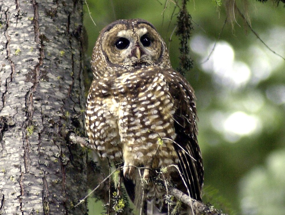 In this May 8, 2003, a northern spotted owl sits on a tree branch in the Deschutes National Forest near Camp Sherman, Ore. CREDIT: Don Ryan/AP