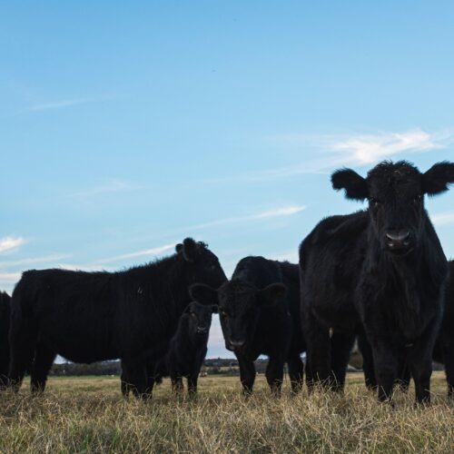 Modern-day cattle rustling is something that happens mostly on paper, as a white-collar crime, not the literal stealing of cattle by people on horseback in the Old West.