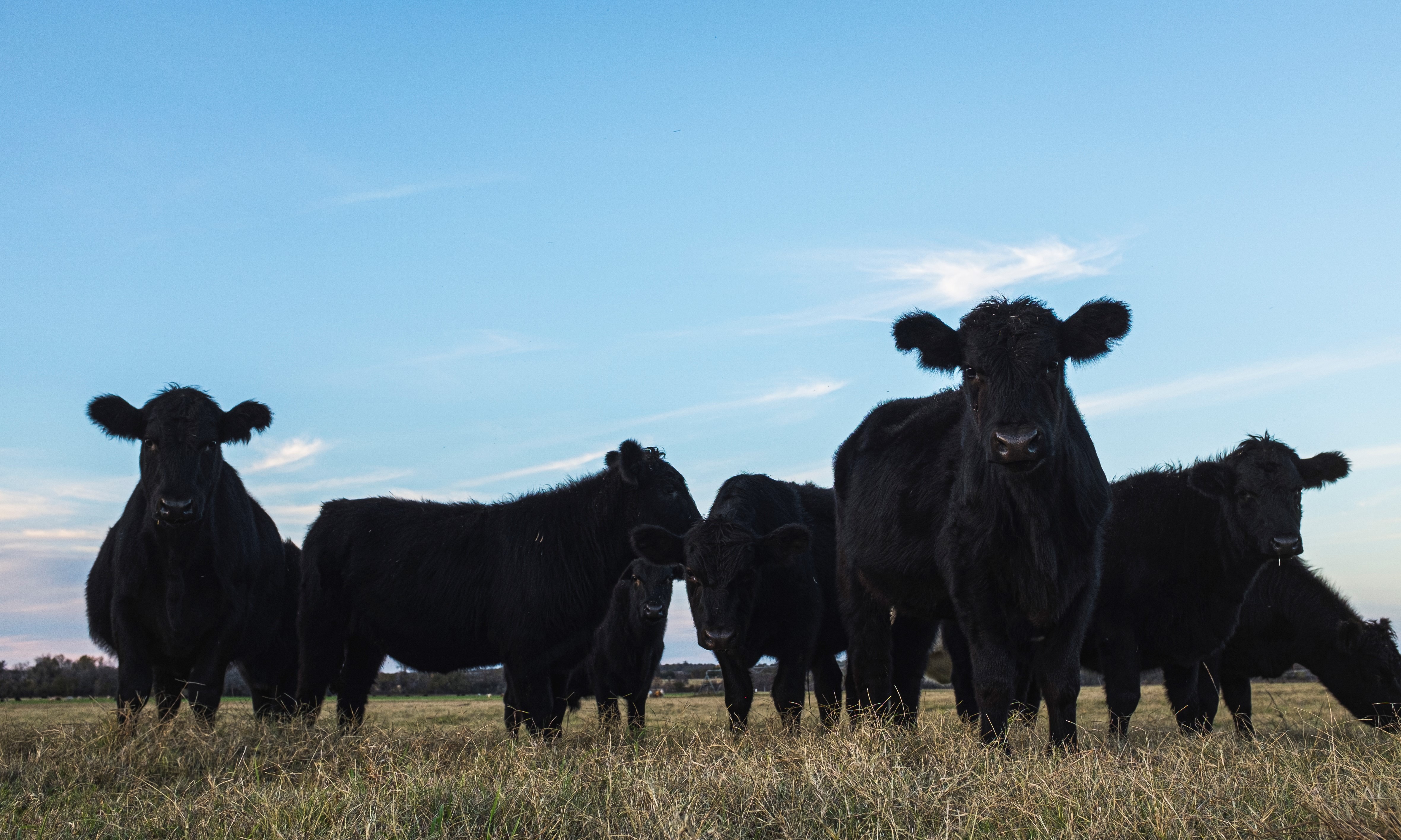 Modern-day cattle rustling is something that happens mostly on paper, as a white-collar crime, not the literal stealing of cattle by people on horseback in the Old West.