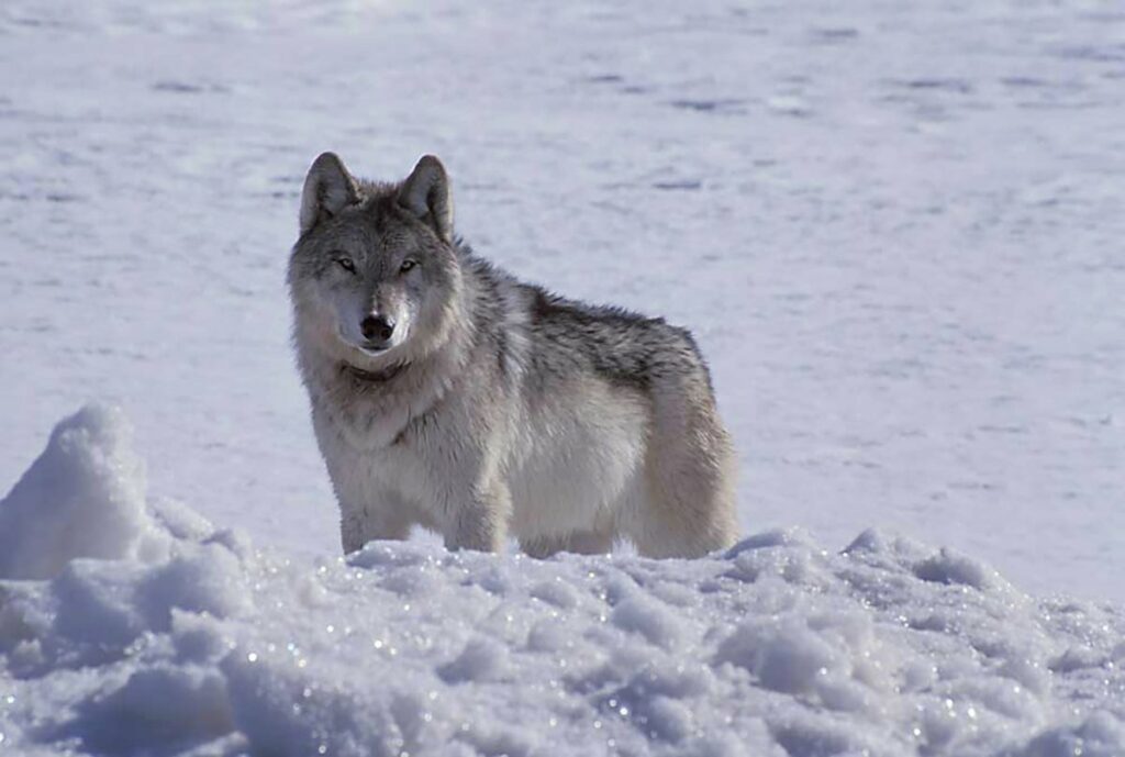 In this photo provided by Adam Messer is a gray wolf, a member of the Nez Perce pack, seen north of Old Faithful in Yellowstone National Park, Wyo., on March 31, 2002. Antipathy toward wolves for killing livestock and big game dates to when early European immigrants settled the American West in the 1800s. CREDIT: Adam Messer via AP