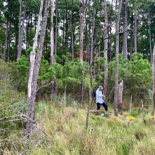 Sequim-based researchers at Pacific Northwest National Laboratory have measured methane in trees and compared that to what’s escaping through the wood. Matt Norwood studied trees in Washington’s coastal forests and the East Coast. Courtesy of Matt Norwood/PNNL