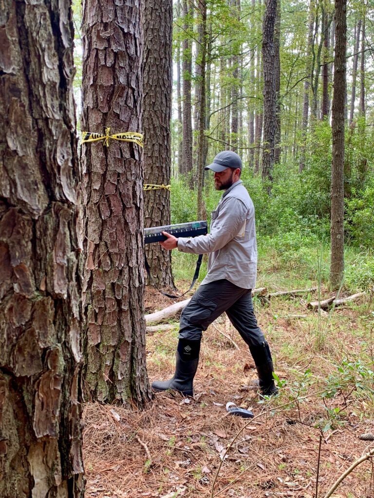 PNNL research associate Matt Norwood uses a resistograph to drill a very tiny hole to figure out a tree’s wood density. Courtesy of Nick Ward/PNNL