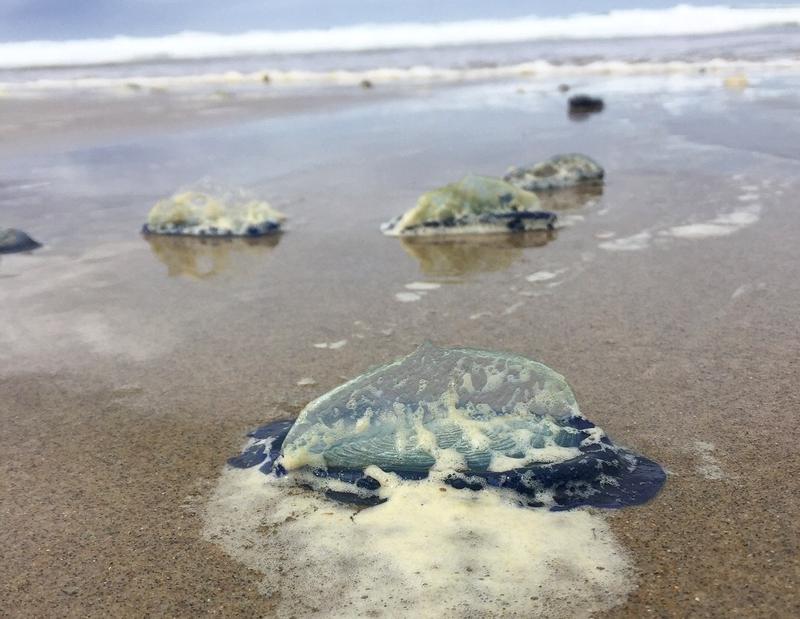 By-the-wind sailor jellies that washed ashore at Moolack Beach, Oregon, in 2018.