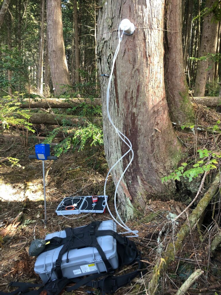To figure out the amount of methane in a tree, Nick Ward designed a novel system. He wanted to compare methane in the tree to how much is escaping through the wood. Courtesy of Nick War/PNNL