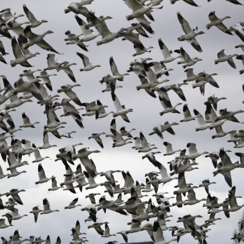 Thousands of snow geese take flight near Conway, Wash. in 2019. The Biden administration is reversing a policy under President Trump that drastically weakened protections for most U.S. bird species. CREDIT: Elaine Thompson/AP