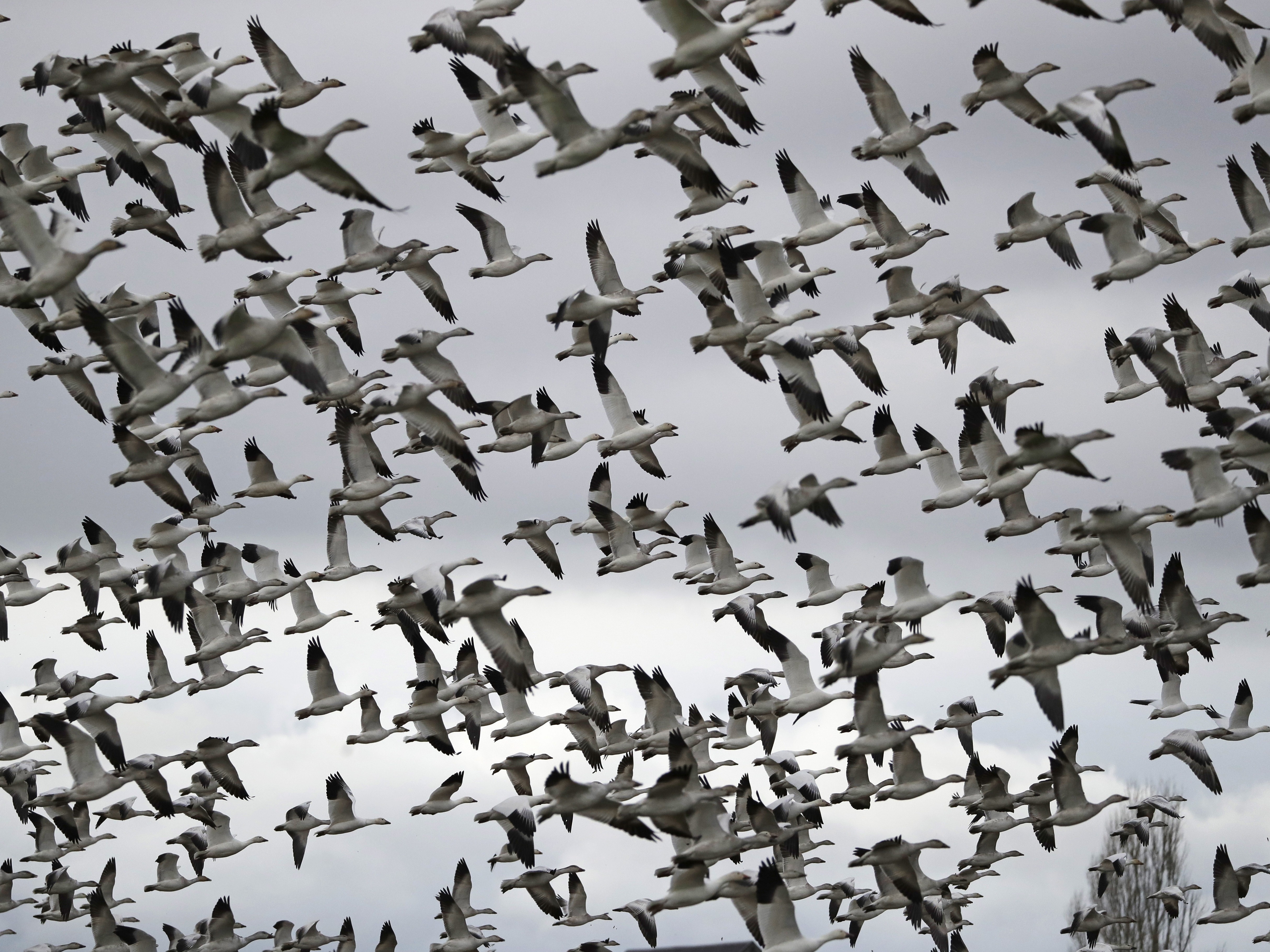 Thousands of snow geese take flight near Conway, Wash. in 2019. The Biden administration is reversing a policy under President Trump that drastically weakened protections for most U.S. bird species. CREDIT: Elaine Thompson/AP