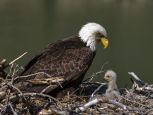 U.S. bald eagle populations have more than quadrupled in the lower 48 states since 2009, according to a new survey from the U.S. Fish and Wildlife Service. CREDIT: Prisma Bildagentur/Universal Images Group via Getty Images
