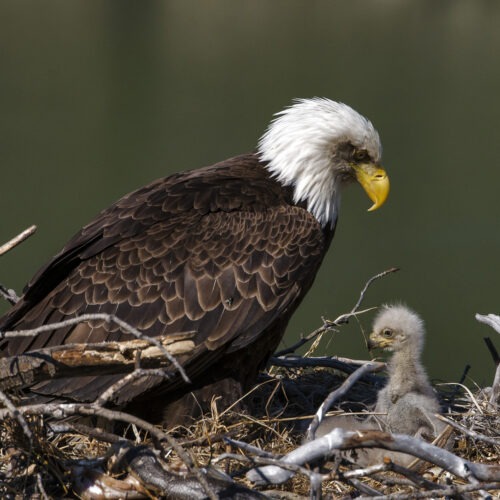 U.S. bald eagle populations have more than quadrupled in the lower 48 states since 2009, according to a new survey from the U.S. Fish and Wildlife Service. CREDIT: Prisma Bildagentur/Universal Images Group via Getty Images