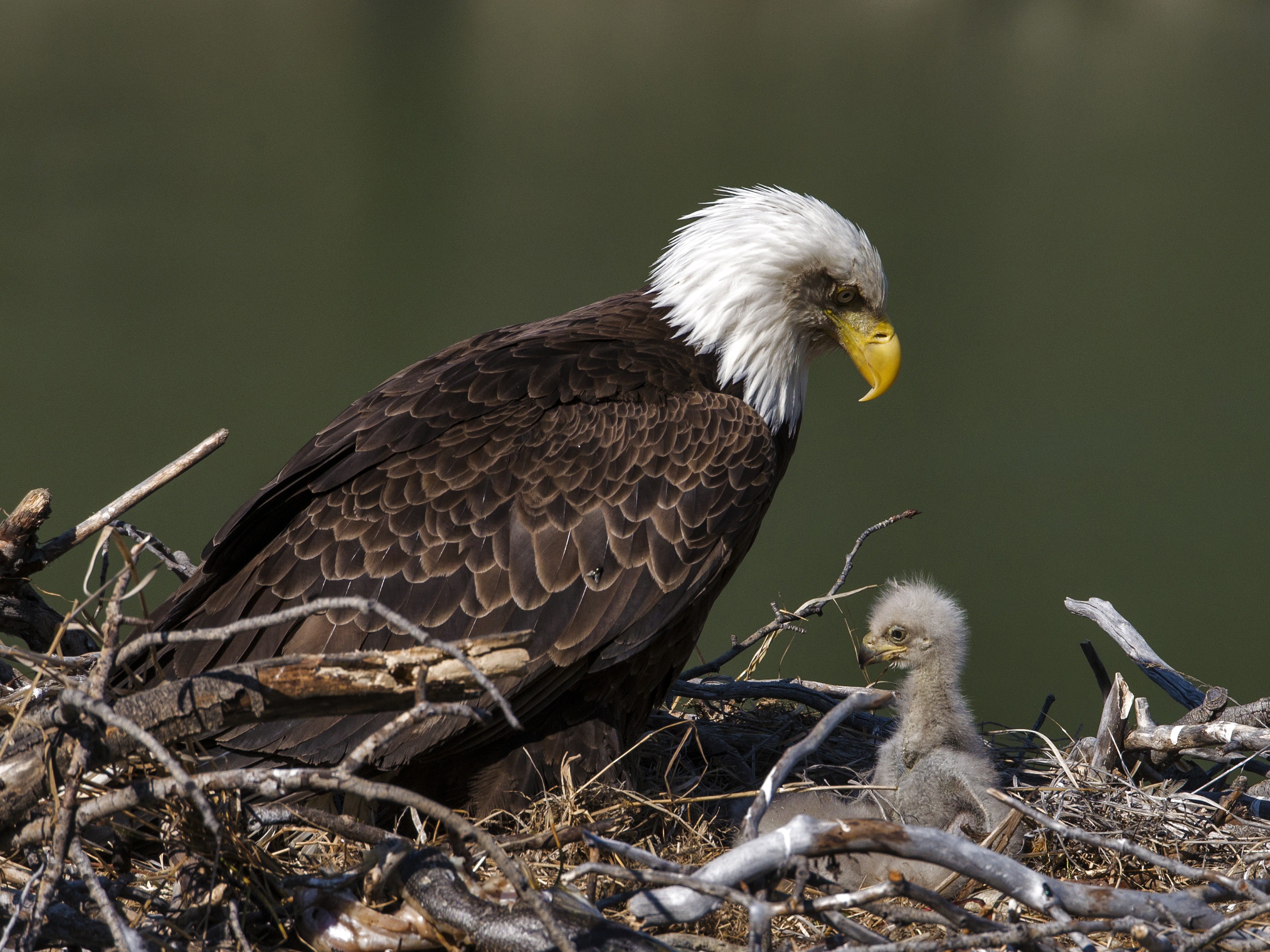 U.S. bald eagle populations have more than quadrupled in the lower 48 states since 2009, according to a new survey from the U.S. Fish and Wildlife Service. CREDIT: Prisma Bildagentur/Universal Images Group via Getty Images