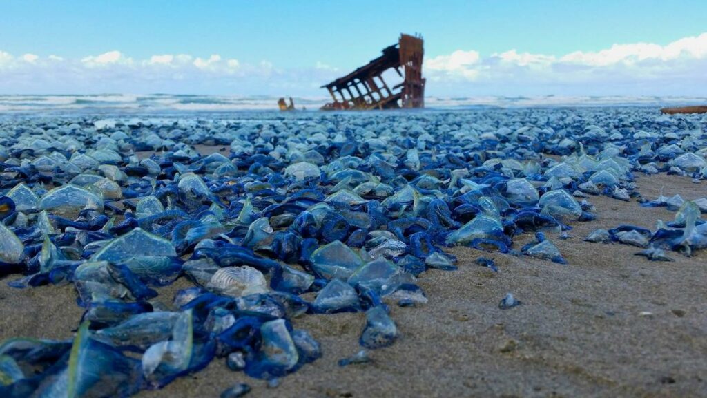 A mass stranding of Velella velella at Fort Stevens State Park, Oregon, in 2015.