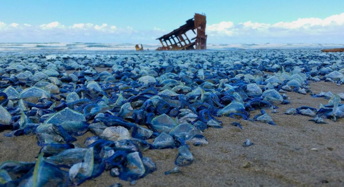 A mass stranding of Velella velella at Fort Stevens State Park, Oregon, in 2015.