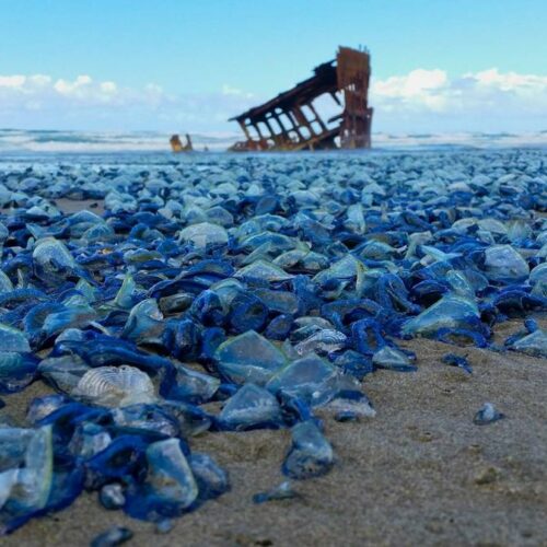 A mass stranding of Velella velella at Fort Stevens State Park, Oregon, in 2015.