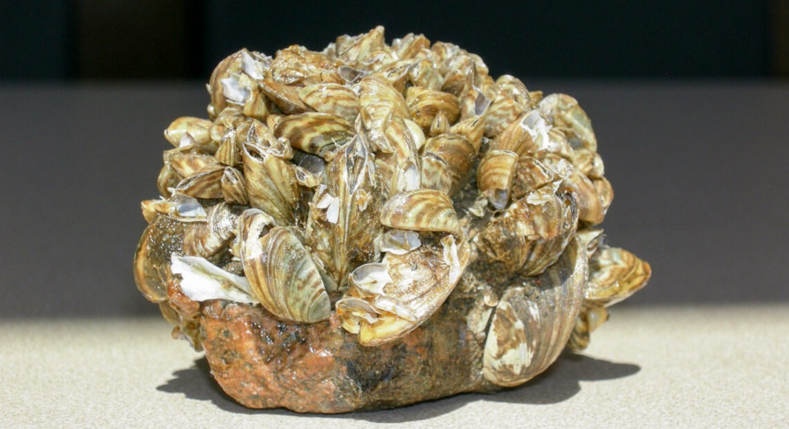Washington Fish and Wildlife officials are the latest to warn about the possible environmental and economic dangers if the zebra mussel spreads in the state. CREDIT: National Park Service