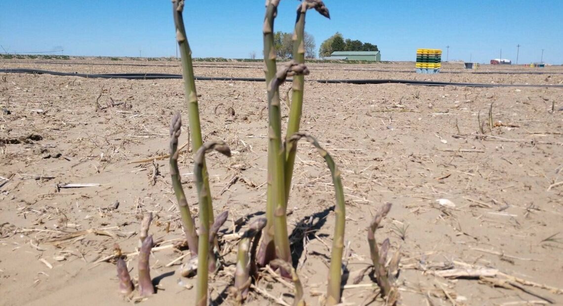 Asparagus from Schreiber and Sons Farms in Eltopia, Wash., has seen better days before it was windblown in recent cold, dry, windy weather across the Northwest.