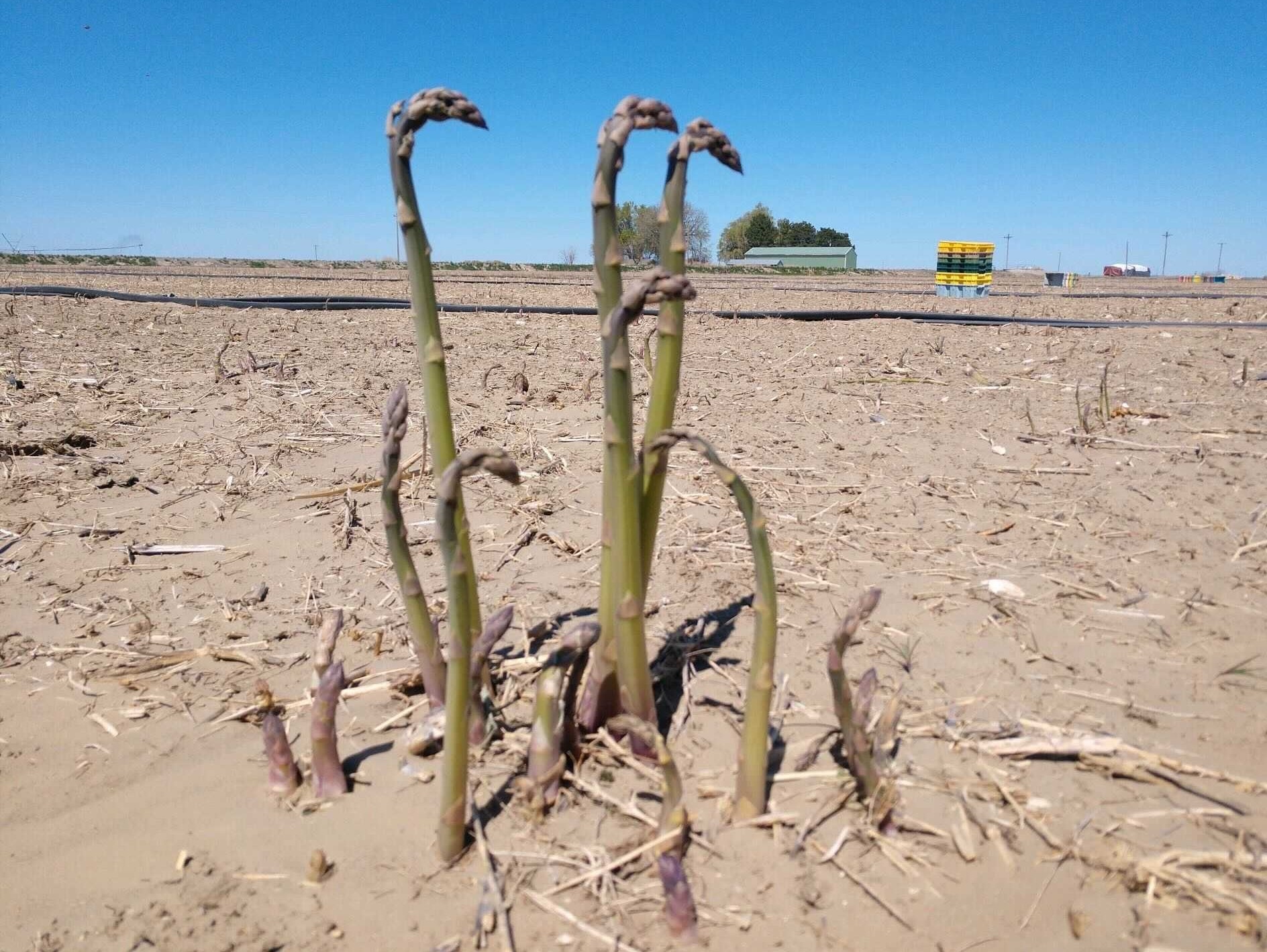 Asparagus from Schreiber and Sons Farms in Eltopia, Wash., has seen better days before it was windblown in recent cold, dry, windy weather across the Northwest.