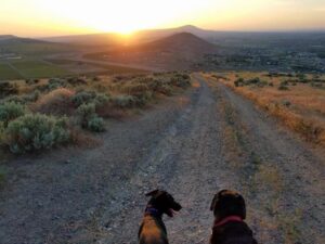 Brandon Williamson's dogs at Badger Mountain in Richland, WA