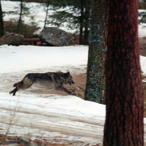 Wolf running across a road in Idaho