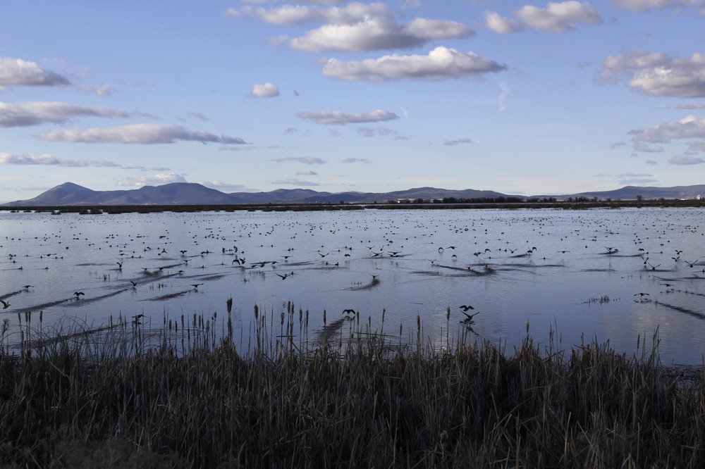 Birds take off from a marsh in the Tulelake National Wildlife Refuge in the Klamath Basin along the Oregon-California border. One of the worst droughts in memory in the massive agricultural region straddling the California-Oregon border could mean steep cuts to irrigation water for hundreds of farmers this summer to sustain endangered fish species critical to local tribes. CREDIT: Gillian Flaccus/AP