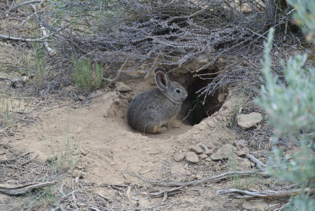 Peter Lancaster and the estate of Paul Schuster donated 282 acres of prime pygmy rabbit habitat to The Nature Conservancy. Lancaster called this rabbit Jade.