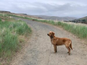 Ruth Nelson's dog, Cedar