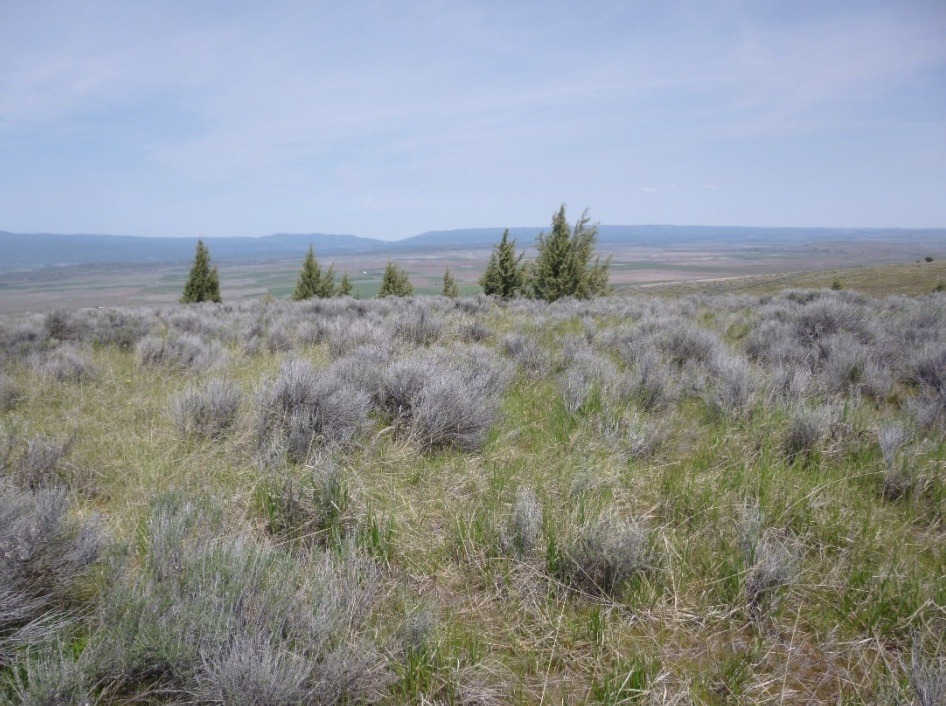 The proposed upper reservoir area near the north edge of the Goldendale Energy Storage Project would be located on land considered sacred by the Yakama Nation and other area tribes. Courtesy of Rye Development/FERC application