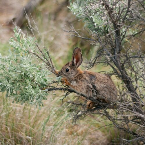 Pygmy rabbits – the smallest rabbit in North America – are endangered in Washington. After a devastating fire season in 2020, biologists have found new burrows that give them hope for the species.