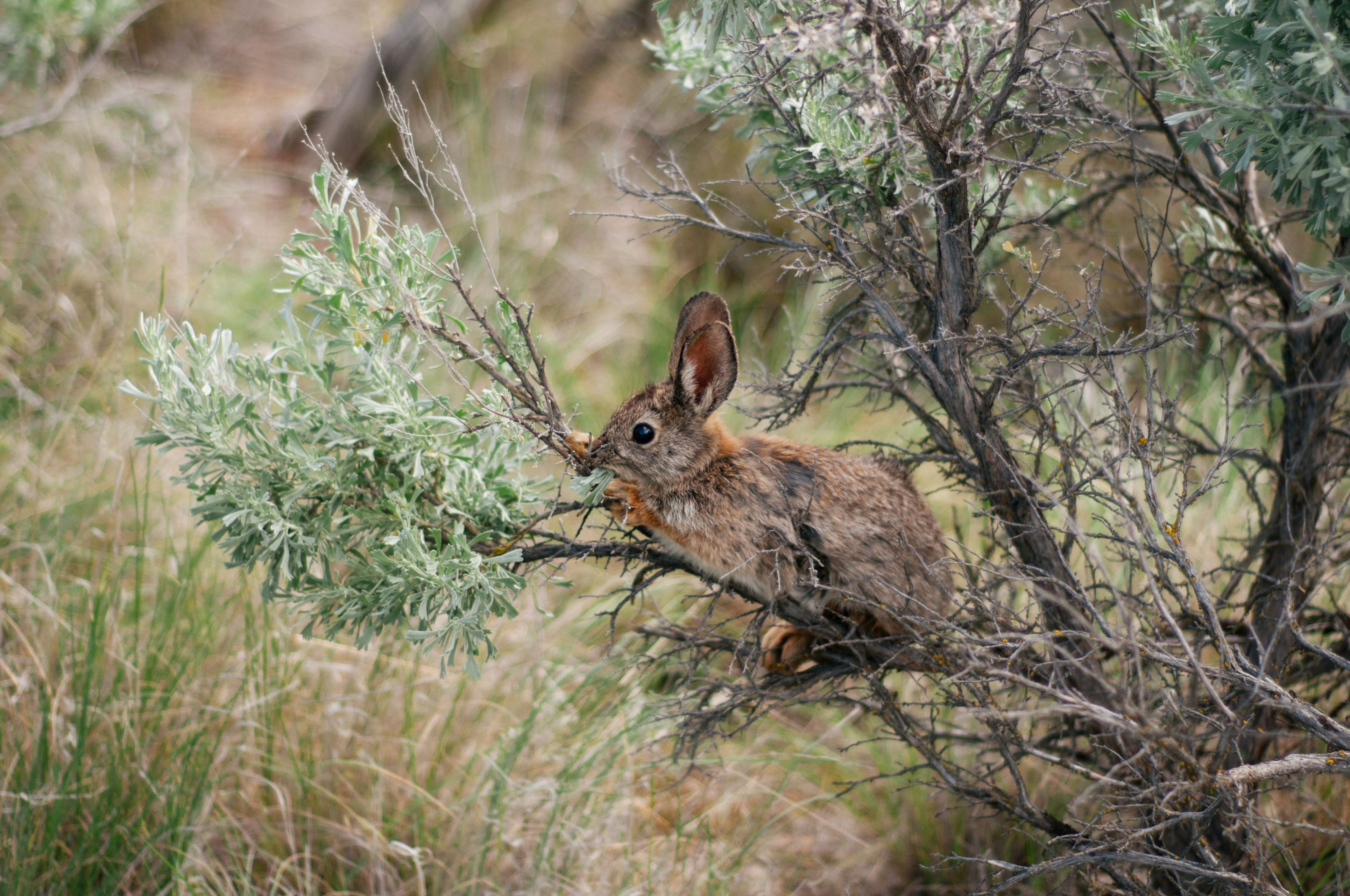 Pygmy rabbits – the smallest rabbit in North America – are endangered in Washington. After a devastating fire season in 2020, biologists have found new burrows that give them hope for the species.