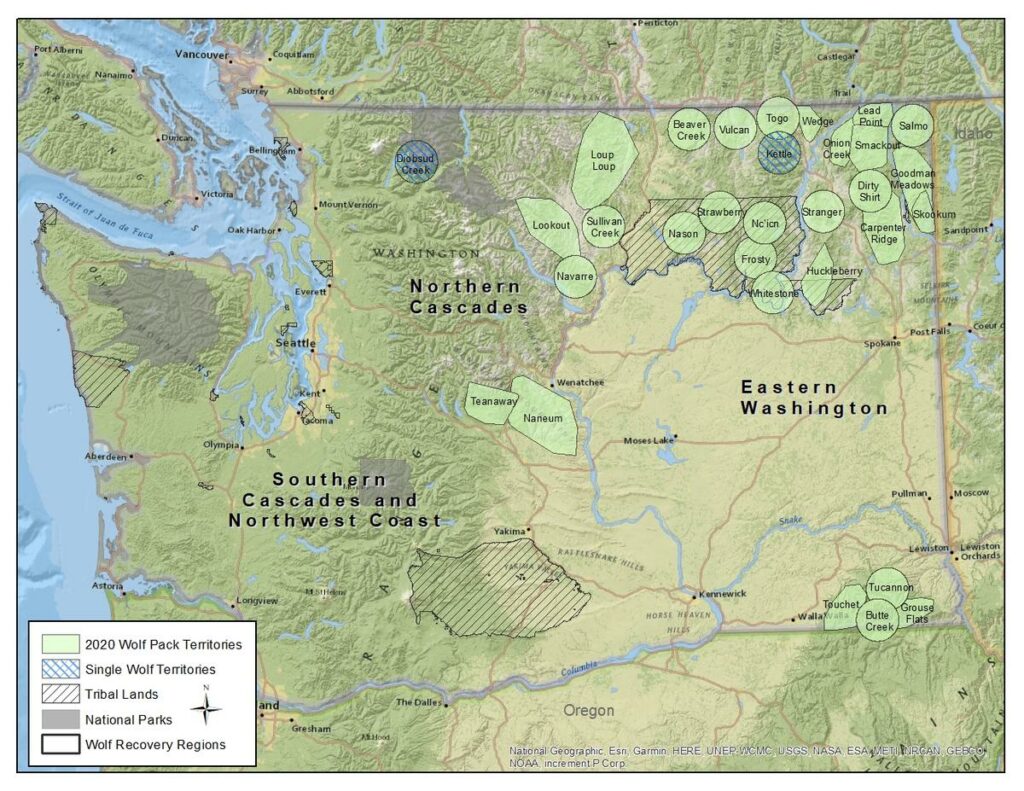 Map showing wolf packs and lone wolf areas of Washington state
