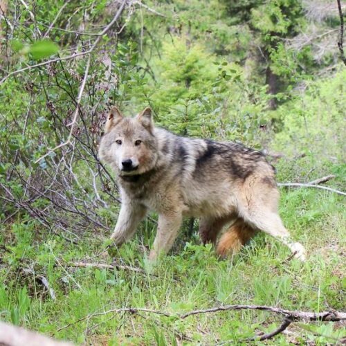 A gray wolf in the Teanaway pack in central Washington. CREDIT: WDFW