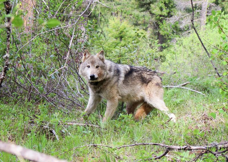 A gray wolf in the Teanaway pack in central Washington. CREDIT: WDFW