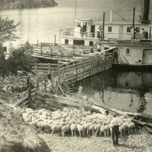 Sheep being loaded onto a boat to go to market.