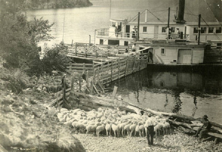 Sheep being loaded onto a boat to go to market.