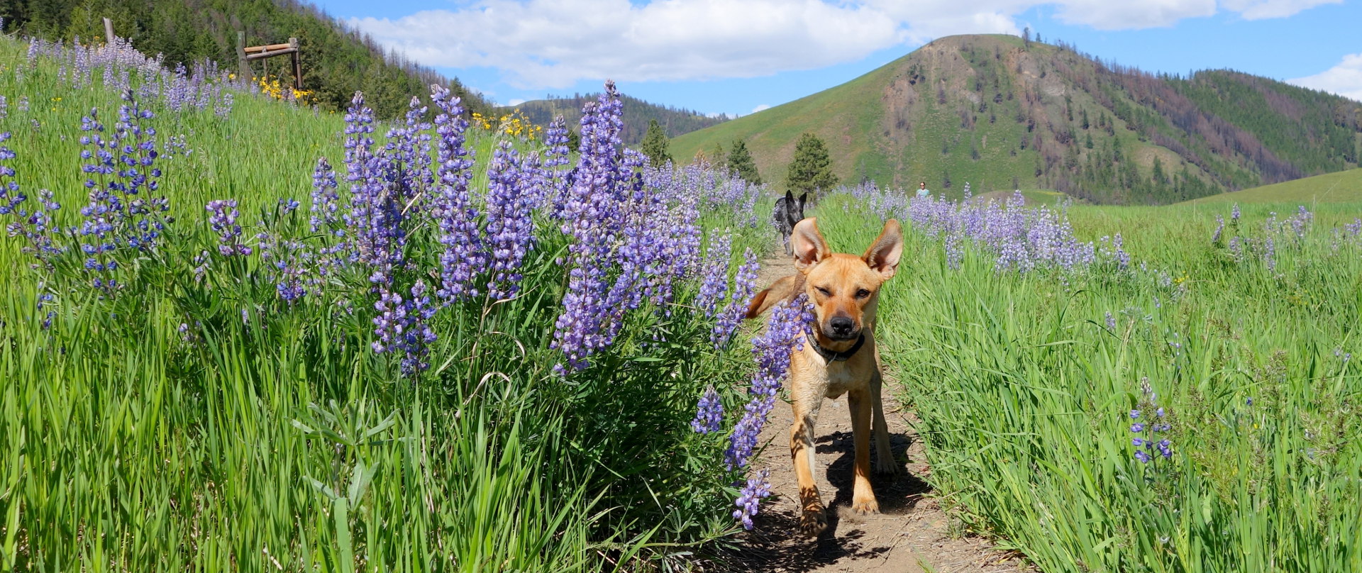 Pup on a hike courtesy of Methow Trails Association