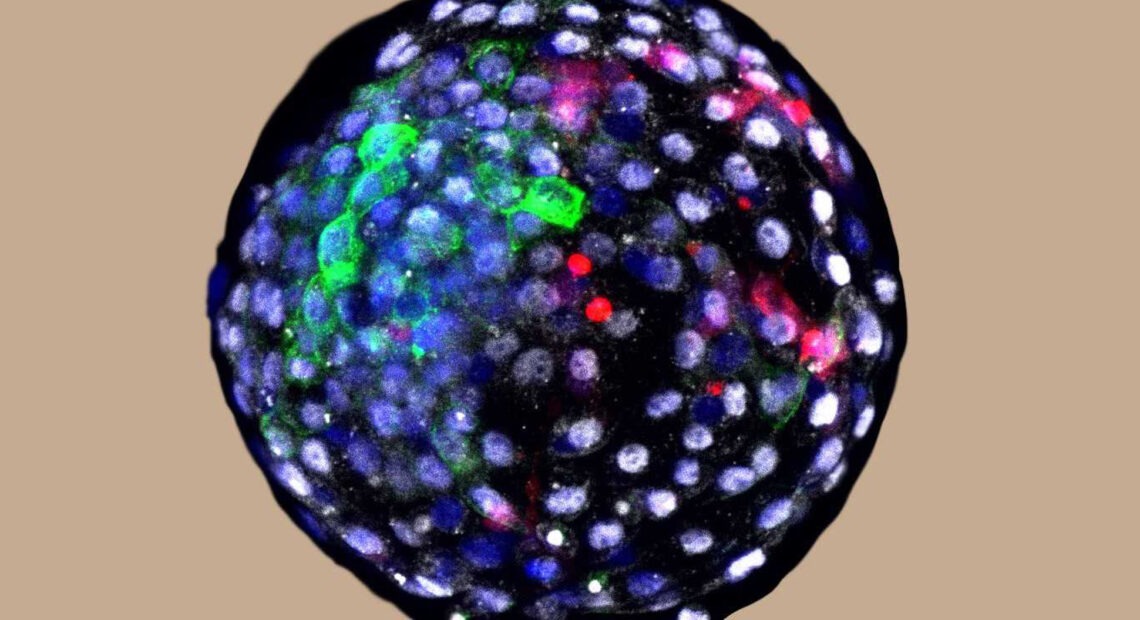 Using fluorescent antibody-based stains and advanced microscopy, researchers are able to visualize cells of different species origins in an early stage chimeric embryo. The red color indicates the cells of human origin. CREDIT: Weizhi Ji/Kunming University of Science and Technology