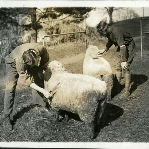 Historical photo of sheep