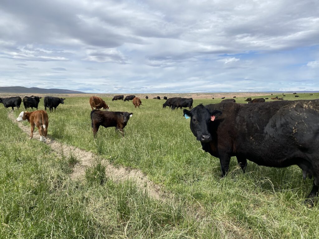 120 pair of cows and their calves loaf and graze in a tall, irrigated pasture on the McBride Ranch, May 24, 2021. CREDIT: Anna King/N3