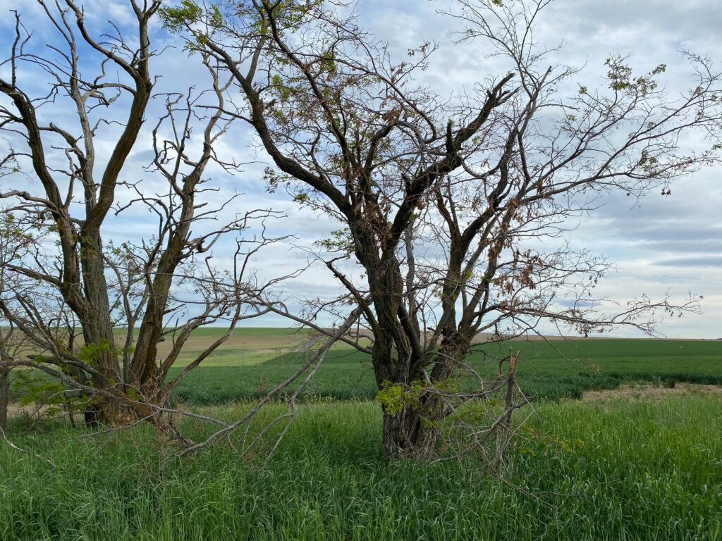 Old, gnarled trees watch over crops near Goose Gap Farm, an Easterday property that is up for sale as part of a bankruptcy auction