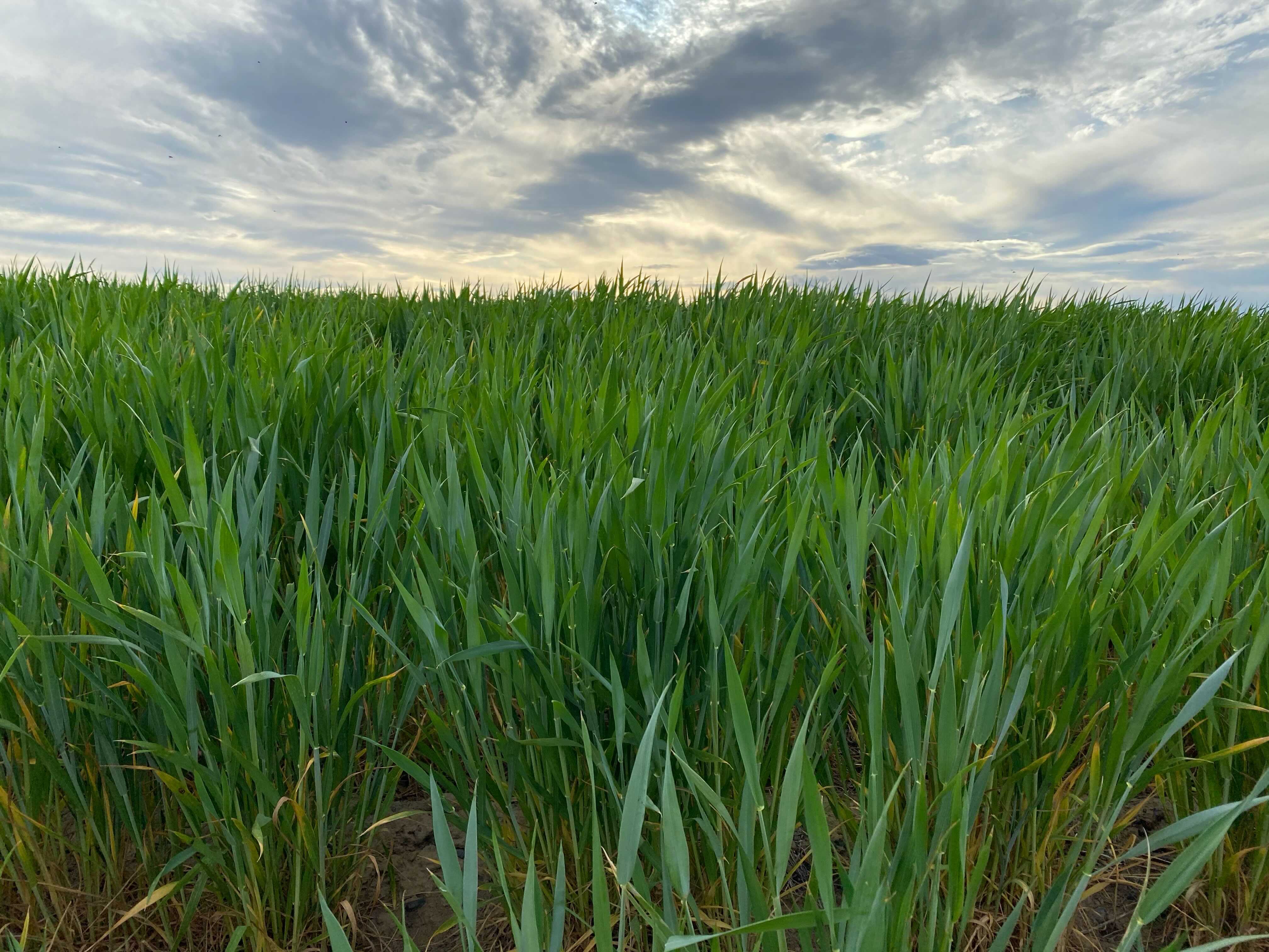 Verdant fields dot the basalt benches above the Columbia River near Goose Gap Farm, an Easterday property that's about to be auctioned off in a bankruptcy stemming from a swindle of 225,000 cattle.