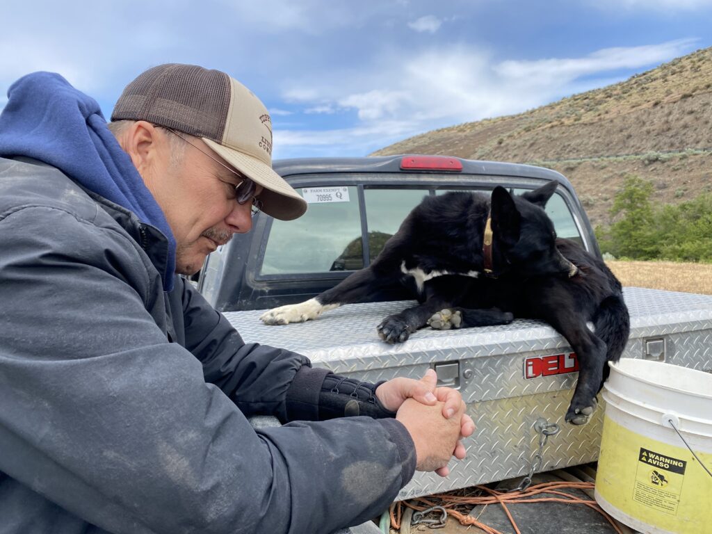 Gary Hess and his cattle dog, Buddy, have been at work so far in 2021 not just herding cows but selling off some of the herd, anticipating a bad year due to little rain and poor grass-growing conditions to feed the cows. CREDIT: Anna King/N3