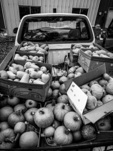 Photo of vegetables and fruit that Backyard Harvest gleaned.