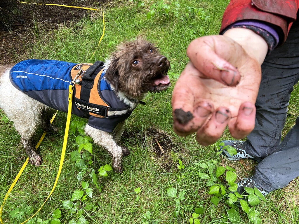 Lolo and her owner Alana McGee hunt for truffles in a thinned stand of trees about an hour north of Seattle. McGee teaches people and their dogs to hunt truffles through her business Truffle Dog Company. CREDIT: Courtney Flatt/NWPB