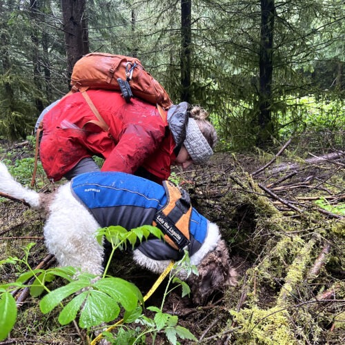 Sometimes Alana McGee has to help Lolo find truffles buried under sticks and logs. McGee always repacks the dirt after they find a truffle. CREDIT: Courtney Flatt/NWPB