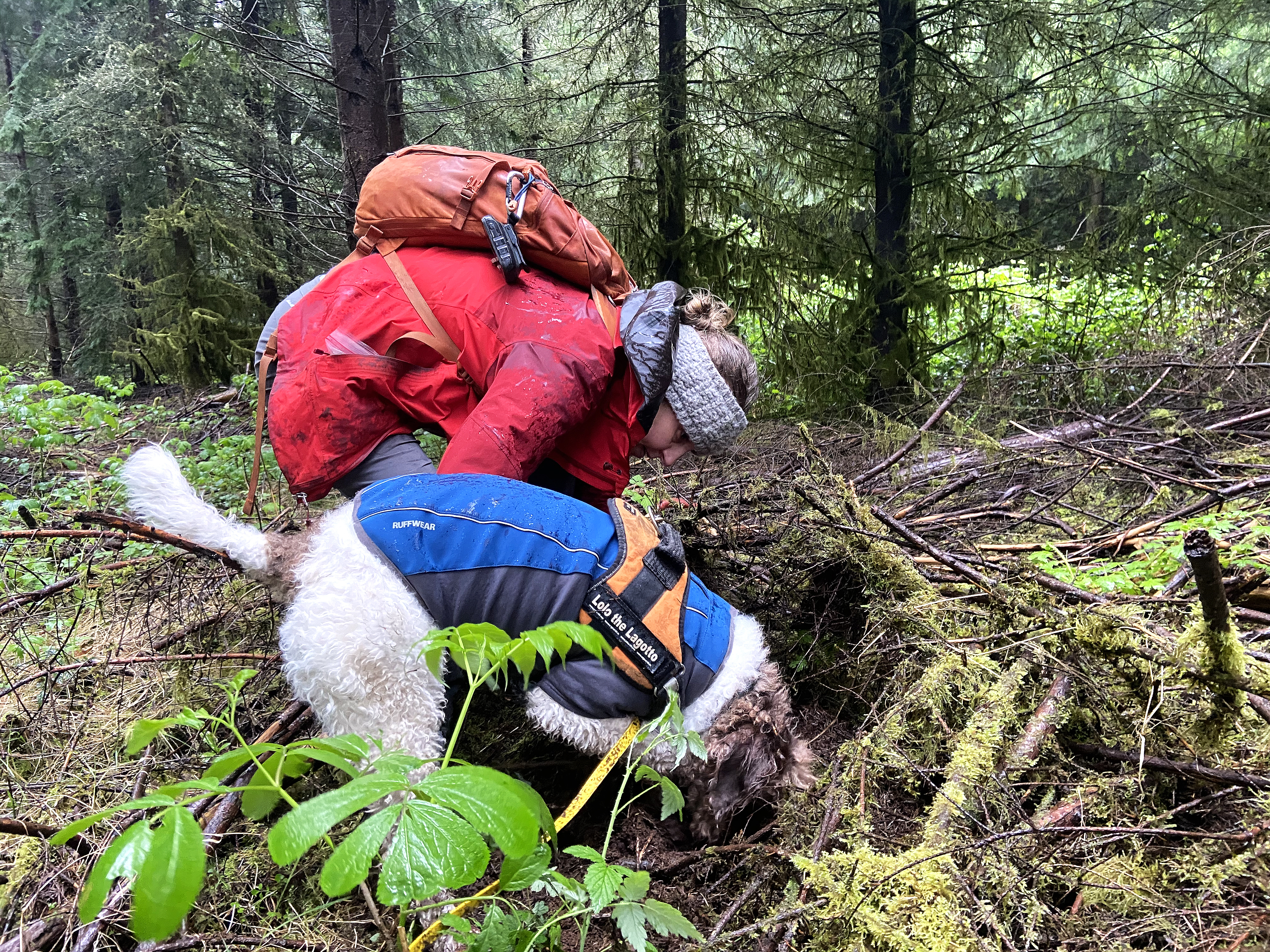 Sometimes Alana McGee has to help Lolo find truffles buried under sticks and logs. McGee always repacks the dirt after they find a truffle. CREDIT: Courtney Flatt/NWPB