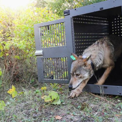 In this Sept. 26, 2018 photo, provided by the National Park Service, a 4-year-old female gray wolf emerges from her cage as it is released at Isle Royale National Park in Michigan. A group of scientists urged the Biden administration Thursday, May 13, 2021, to restore legal protections for gray wolves, saying their removal earlier in the year was premature and states were allowing too many of the animals to be killed. CREDIT: National Park Service via AP